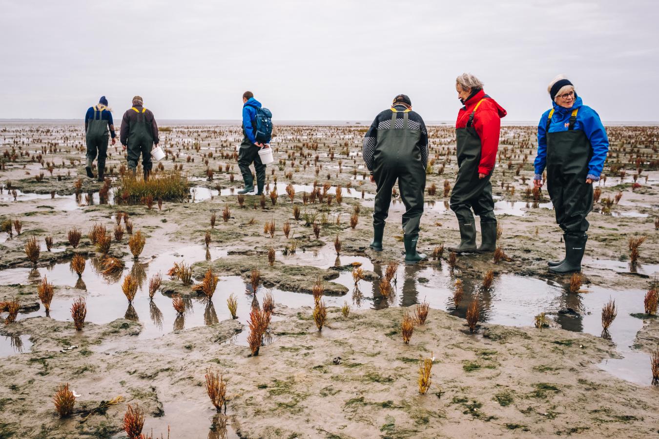 sterssafari-ved-vadehavet-stersture